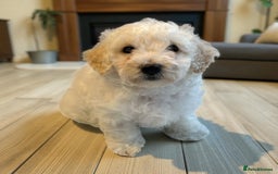 Poochon dogs for sale: Stunning Poochon Puupies - Image 8