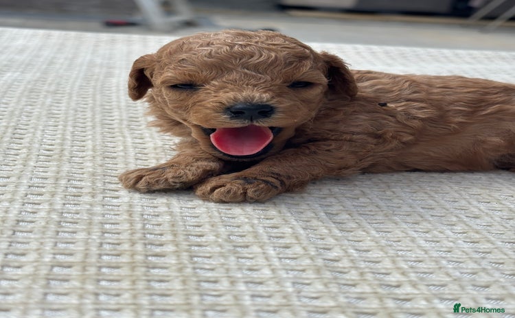 Cavapoo dogs - Advert 14