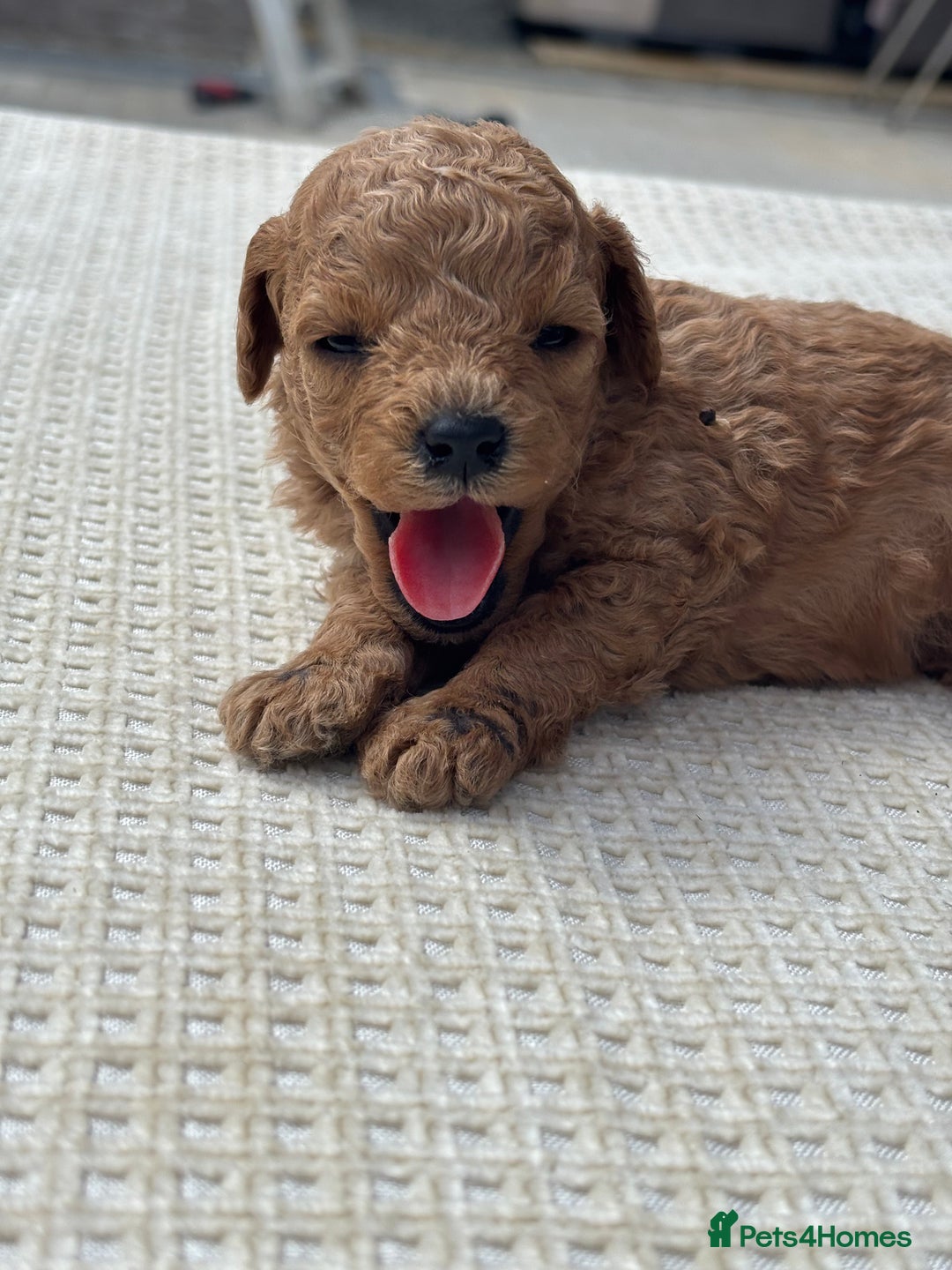 Cavapoo dogs for sale: Toy f1b cavapoo puppies - Image 5