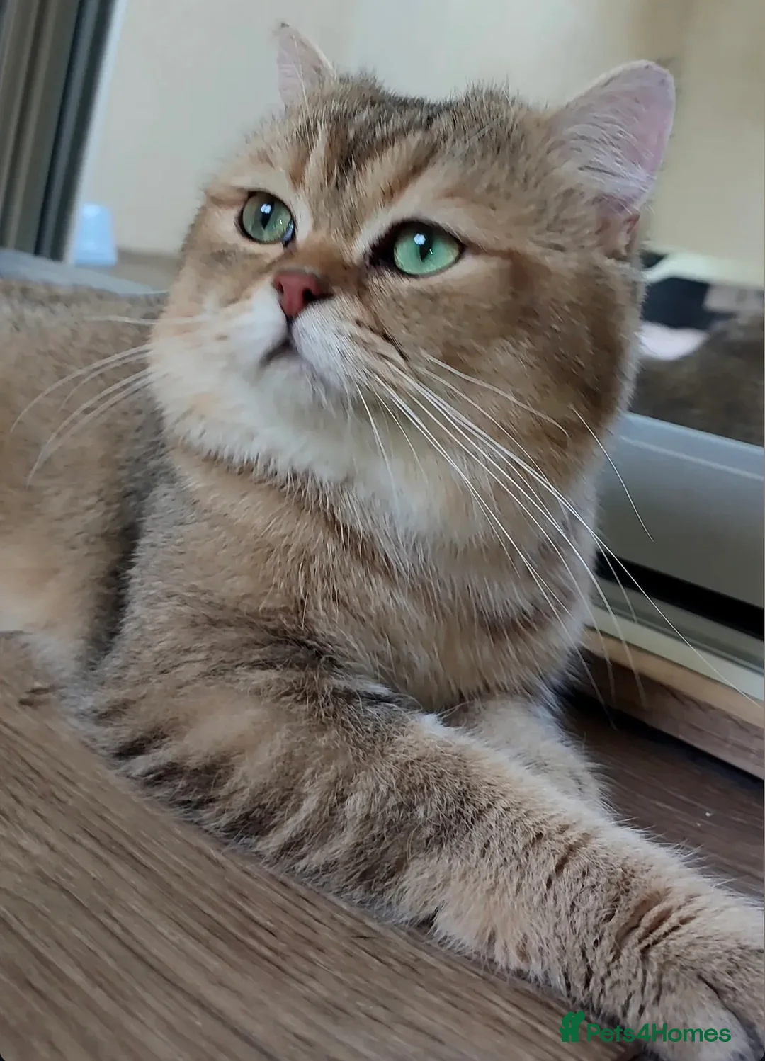 British Shorthair cats for sale: Gorgeous silver female British shorthair kitten - Advert 8