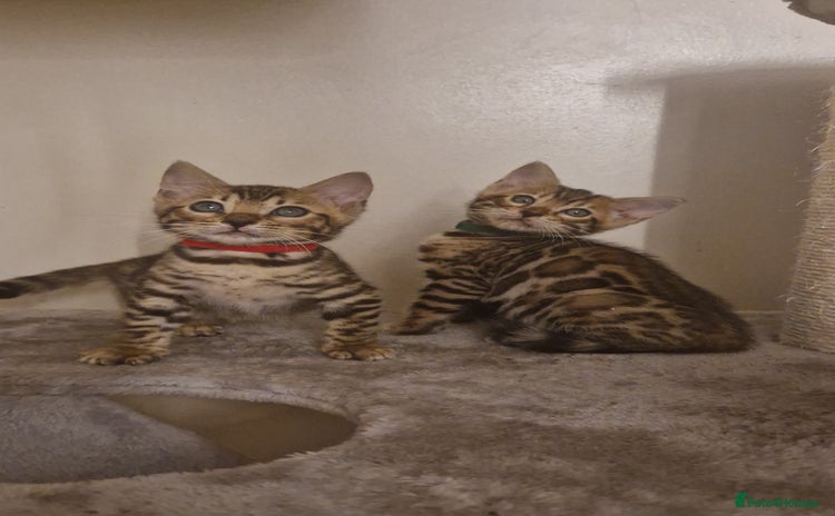 Bengal cats - Advert 2