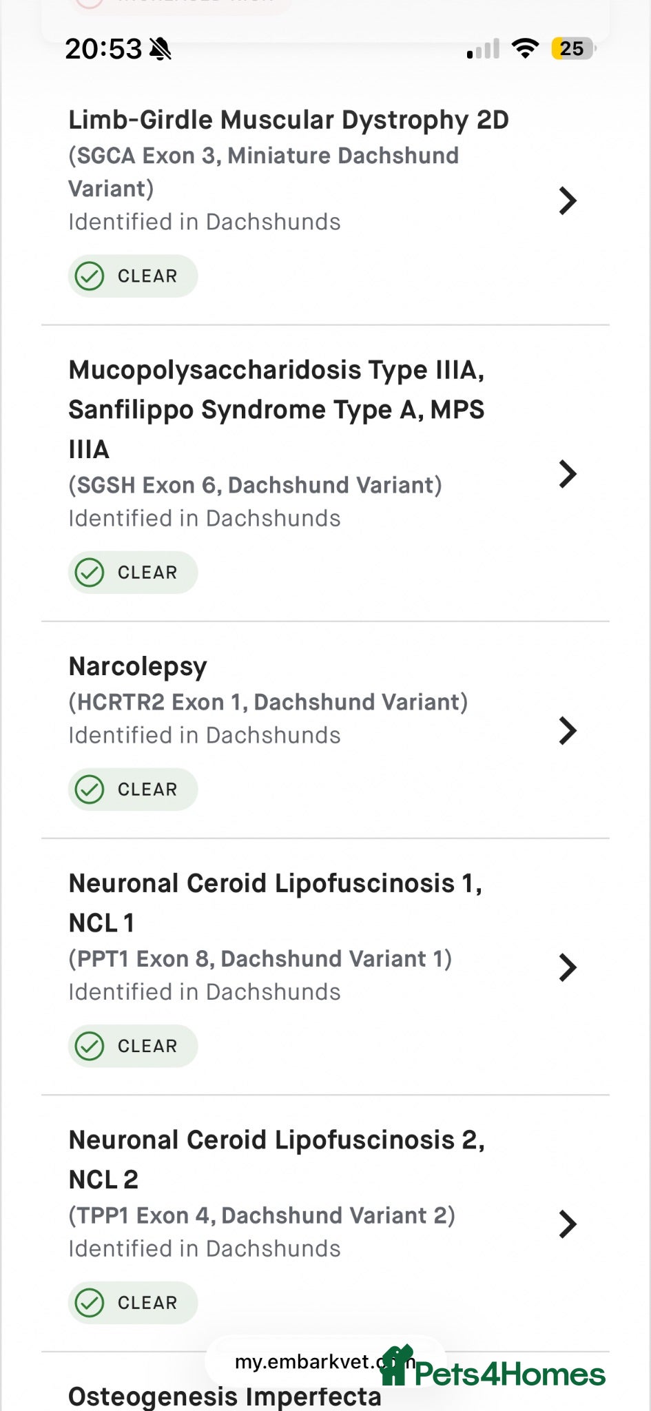 Dachshund dogs ✨Health tested champ KC wirehaired standards✨  - Advert 2