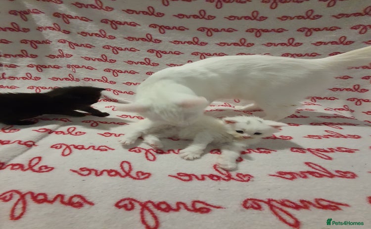 Maine Coon cats Now Available–From Registered Breeders QueenPaws  - Advert 10