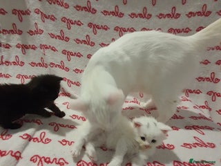 Maine Coon cats Now Available–From Registered Breeders QueenPaws - Advert 7