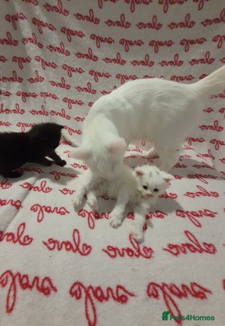 Maine Coon cats Now Available–From Registered Breeders QueenPaws - Advert 2