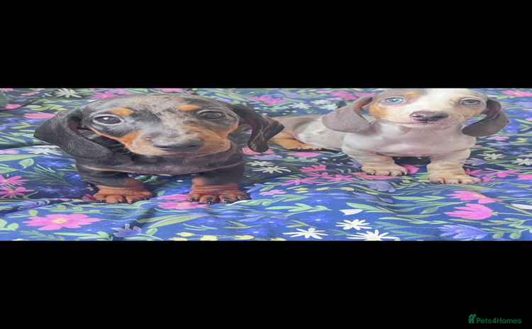 Miniature Dachshund dogs - Advert 7