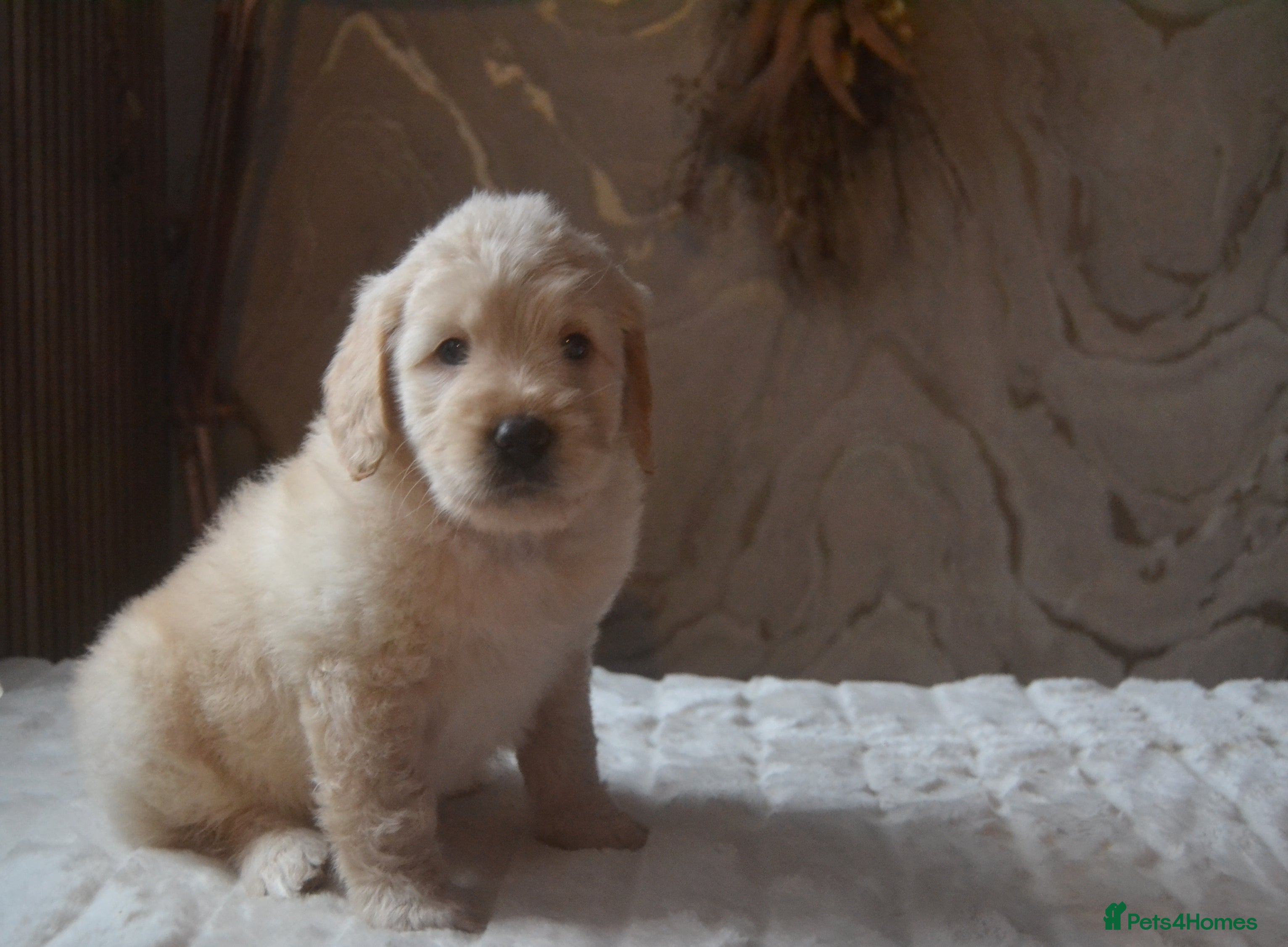 Mixed Breed dogs 1 Miniature Mountain Australian Bernedoodle left  - Advert 13