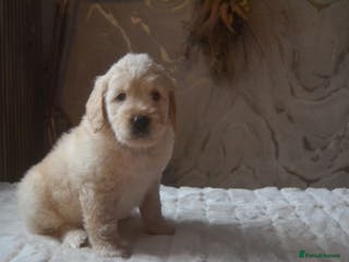 Mixed Breed dogs 1 Miniature Mountain Australian Bernedoodle left - Advert 13