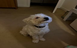 Mixed Breed dogs for sale: Maltese/bichon. - Image 1