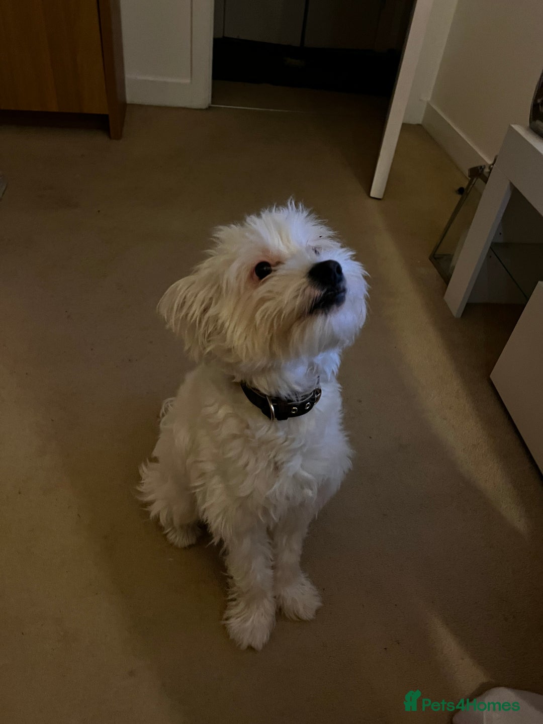 Mixed Breed dogs for sale: Maltese/bichon. - Image 1