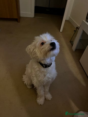 Mixed Breed dogs - Advert 15