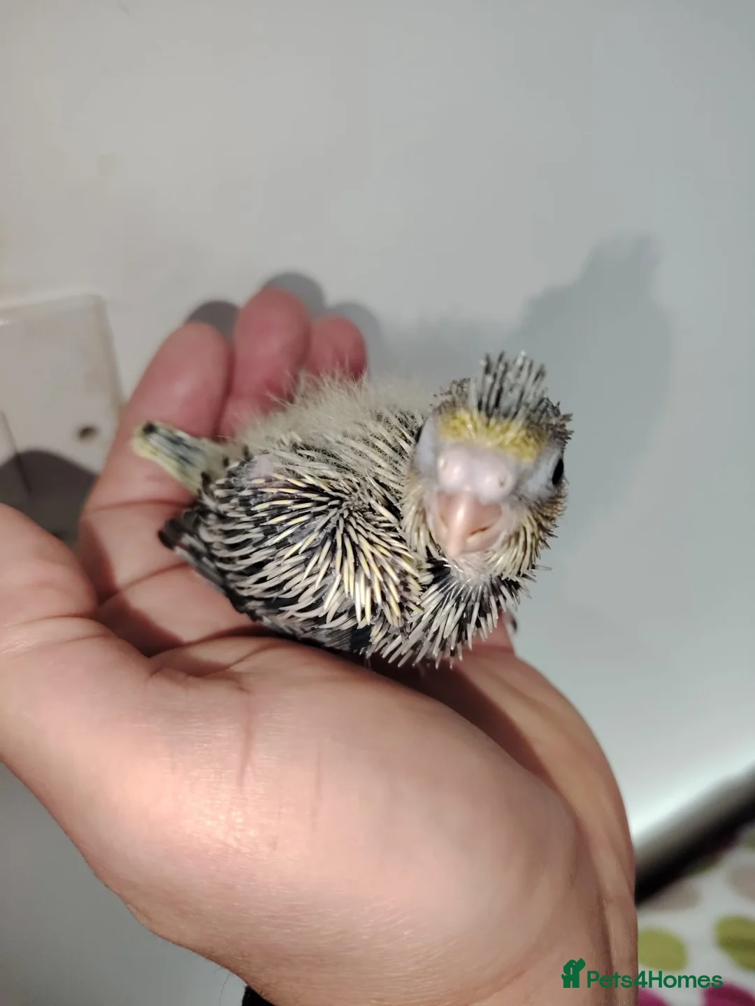 Cockatiels birds for sale: Baby cockatiels hand rear - Advert 3