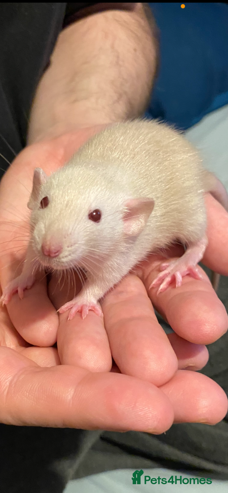 Rat rodents for sale: Dumbo Siamese Baby Rats Looking for Loving Homes  - Advert 1