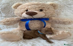 Poochon dogs for sale: Beautiful Poochon Puppies 🐾 - Image 11