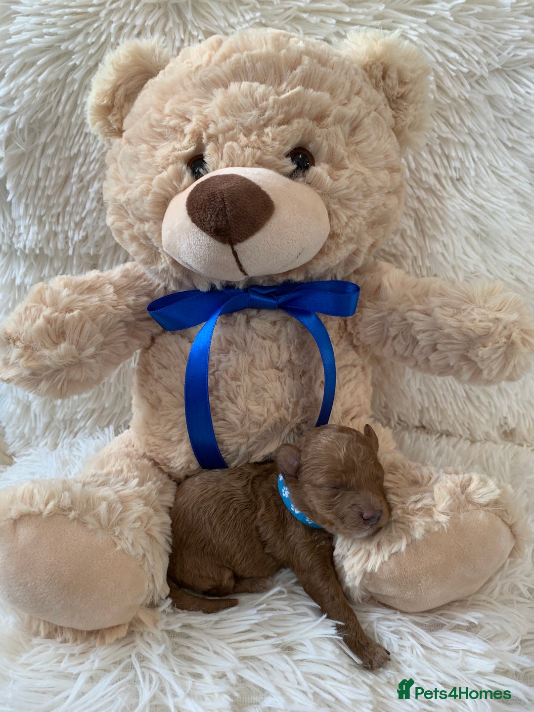 Poochon dogs for sale: Beautiful Poochon Puppies 🐾 - Image 11