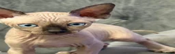 Sphynx cats for sale: sphynx canadian kittens ready to leave now  - Advert 5
