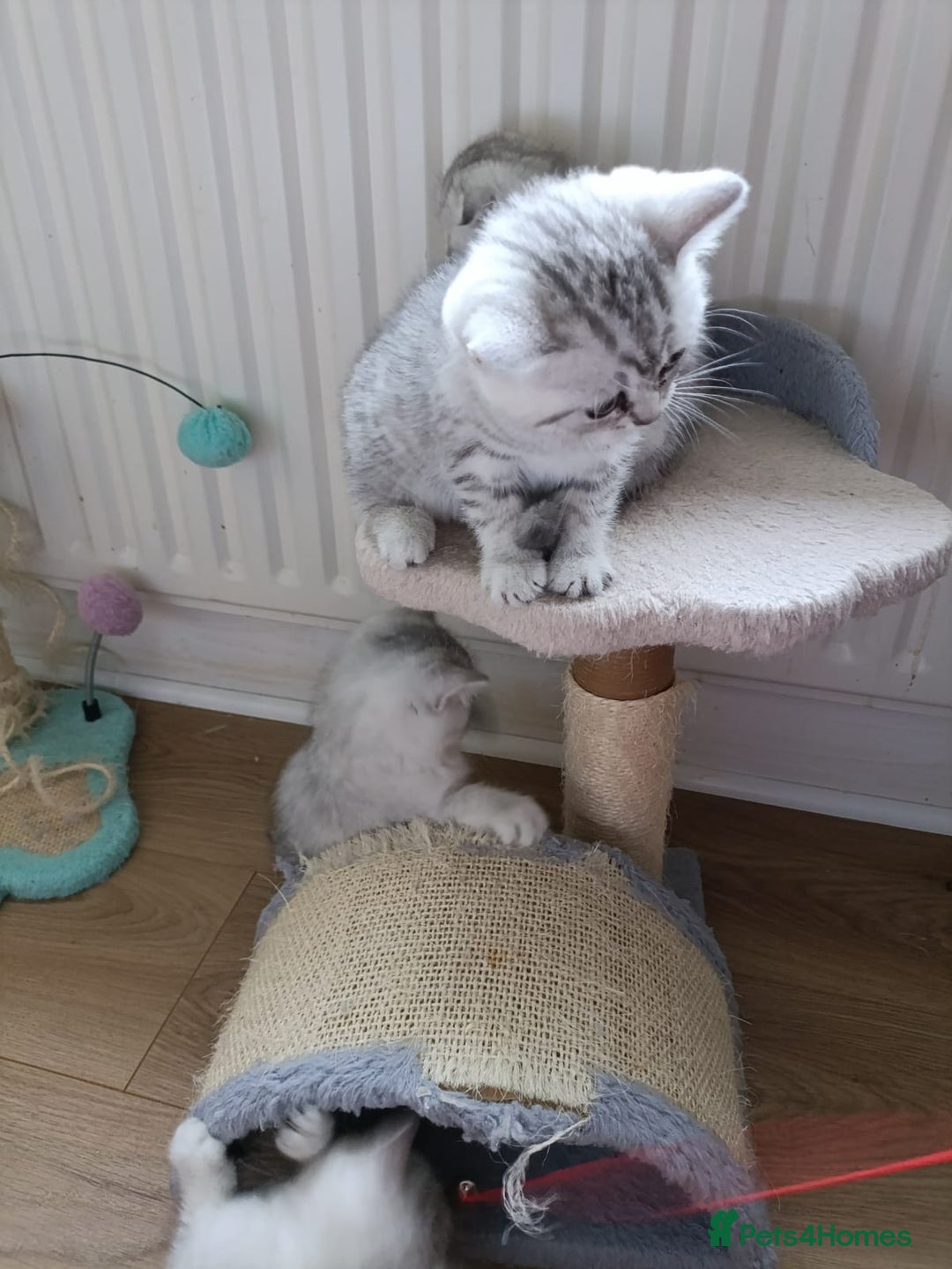British Shorthair cats for sale: Beautiful  British Shorthair kittens  - Advert 16