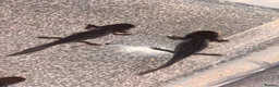 Axolotl reptiles for sale: Black Meleniod axolotls   - Advert 9