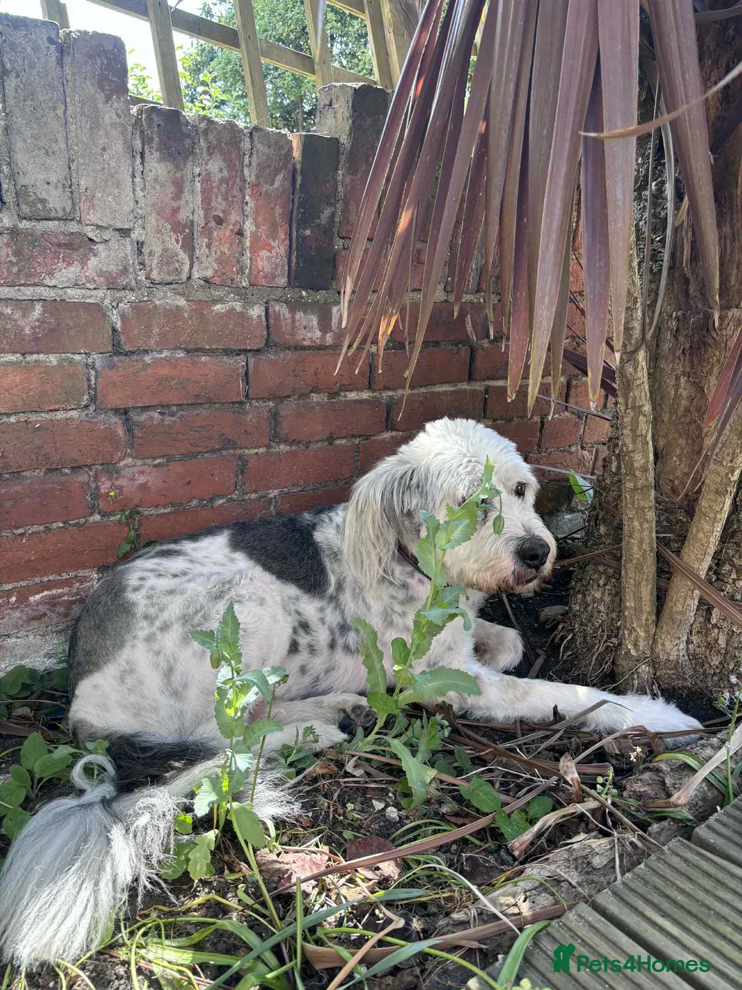 Mixed Breed dogs for adoption: Brian is looking for a home -Mioritic Shepherd  - Advert 15