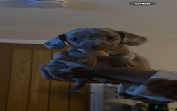 Miniature Dachshund dogs for sale: Miniature Dachshund Puppies - Image 17