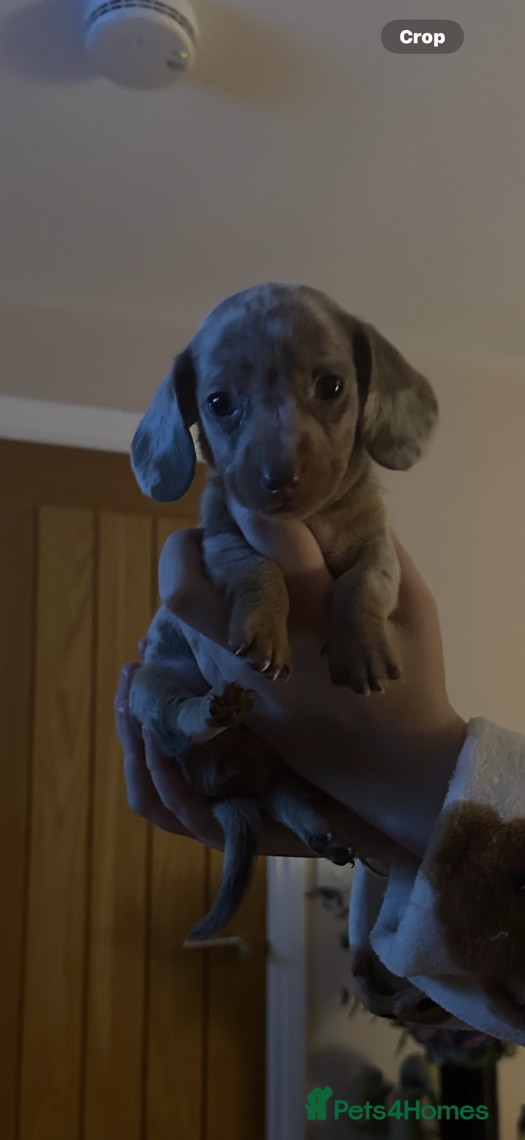 Miniature Dachshund dogs for sale: Miniature Dachshund Puppies - Image 17
