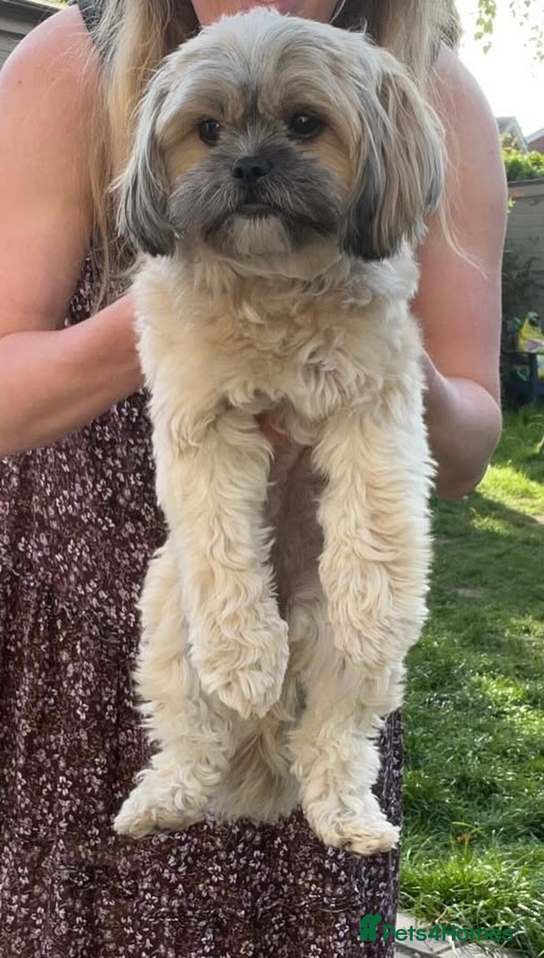 Mixed Breed dogs for sale: Peke’a’tease  - Image 30