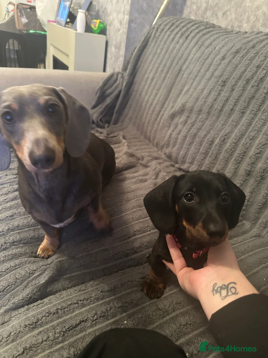 Miniature Dachshund dogs for sale: Pink girl  in Hull - Advert 2