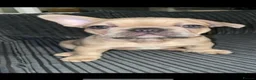 French Bulldog dogs for sale: French bull dog  - Advert 3