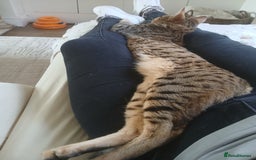 Bengal cats for sale: Bengal x Savannah  - Image 2