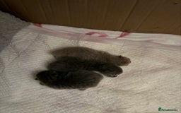 British Shorthair cats for sale: British short hair kittens  - Image 2