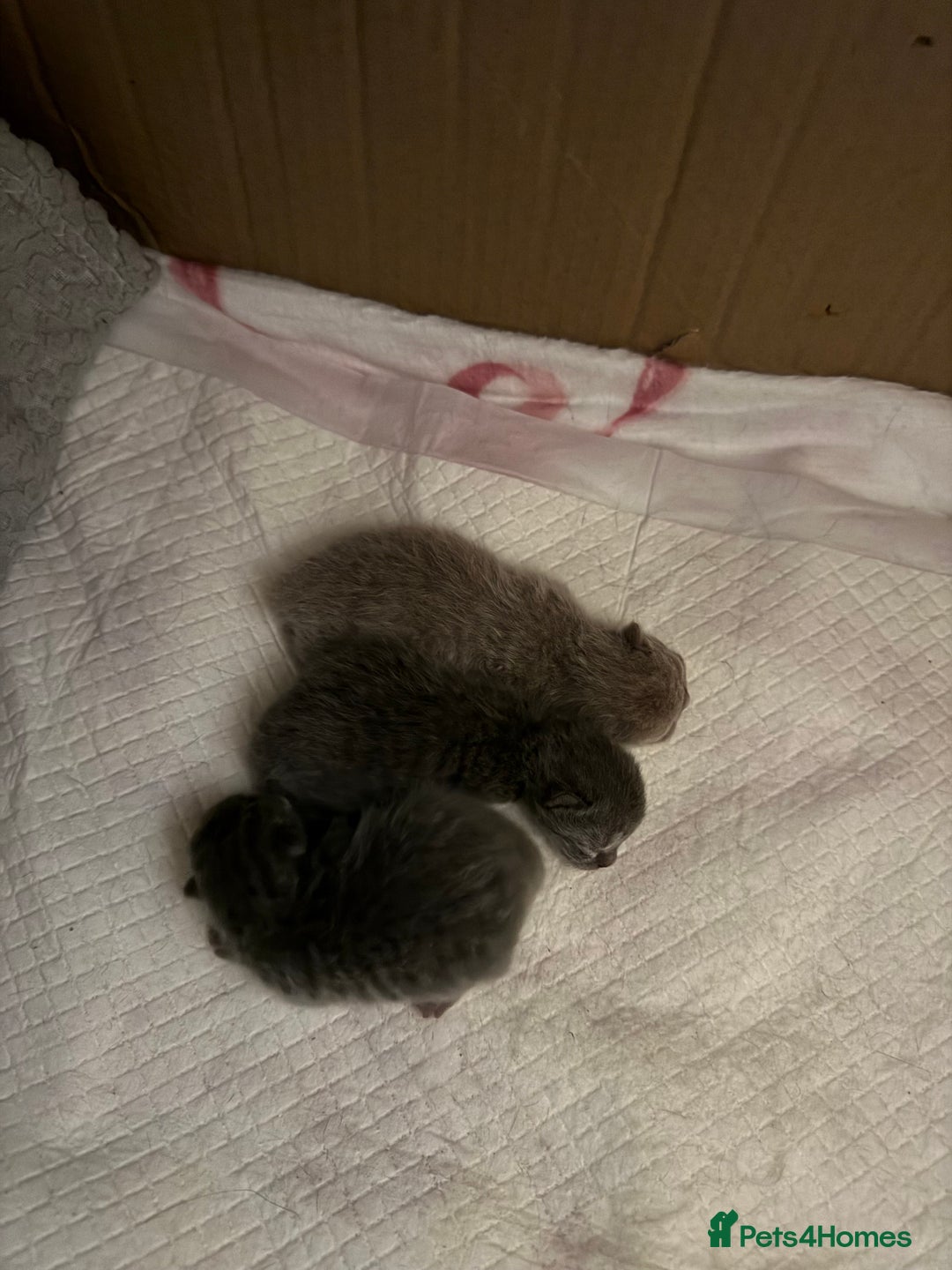 British Shorthair cats for sale: British short hair kittens  - Image 2