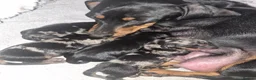 Miniature Dachshund dogs for sale: Miniture dachshund 3 dapple boys 1 black/tan girl - Advert 1