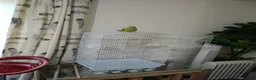 Parrots birds for sale: Indian Ringneck parrot and other  - Advert 3