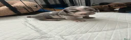 Dachshund dogs for sale: Dachshunds  - Advert 4