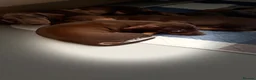 Dachshund dogs for sale: Beautiful dachshund pups - Advert 15
