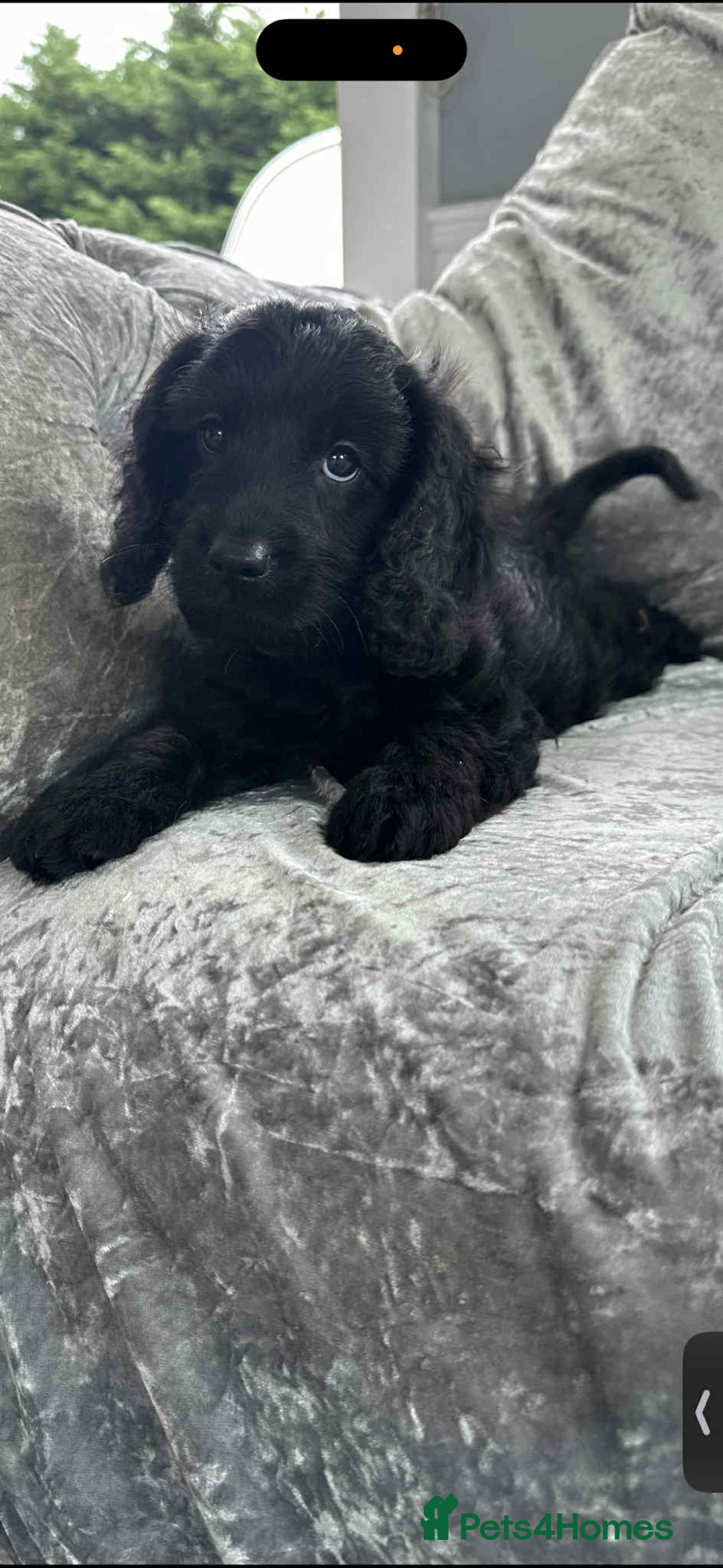 Cavapoo dogs for sale: Stunning dna clear Cavapoo’s  - Image 4