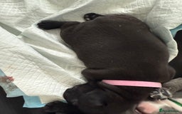 French Bulldog dogs for sale: French bulldog puppies looking for loving homes  - Image 29