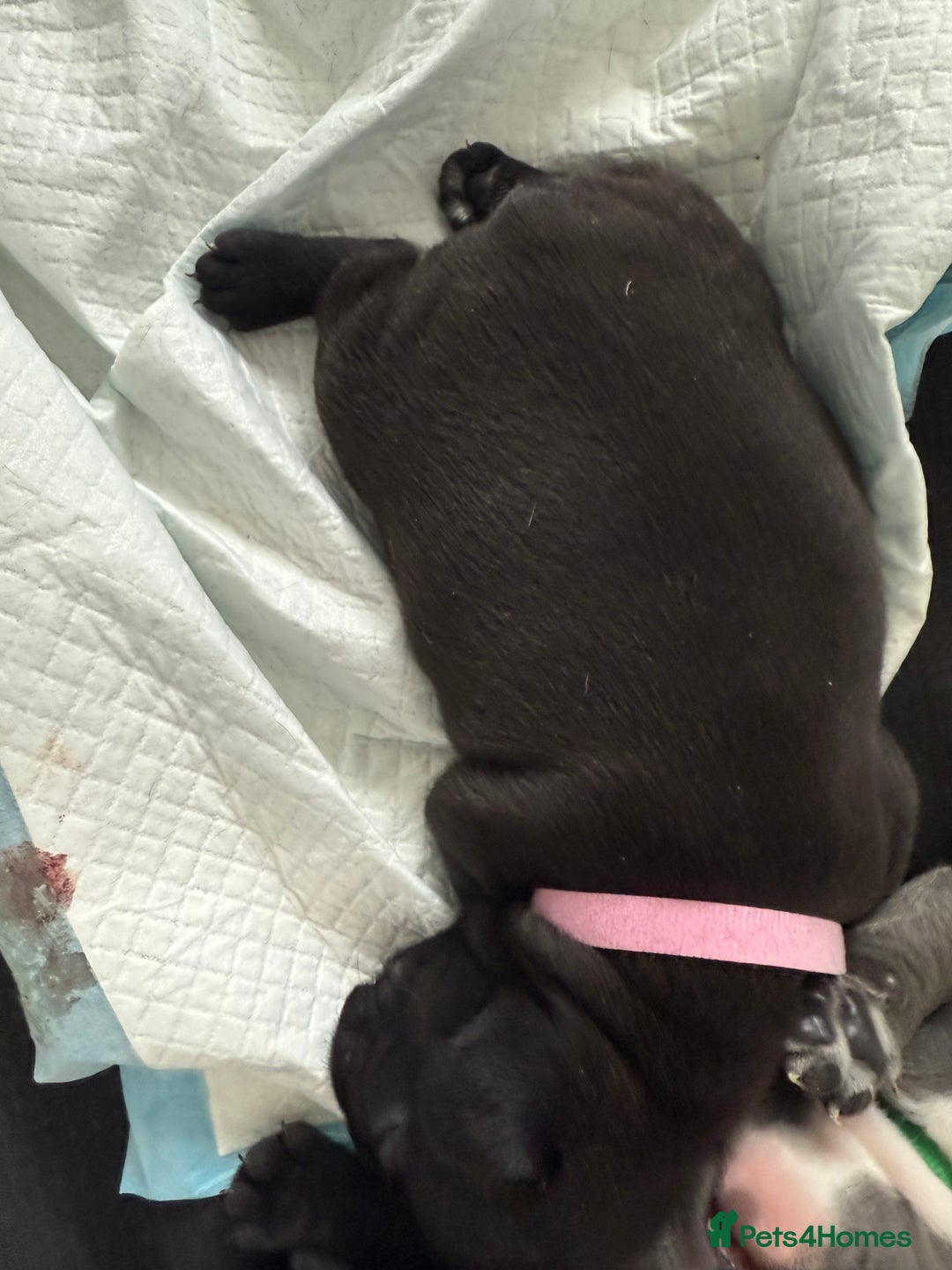 French Bulldog dogs for sale: French bulldog puppies looking for loving homes  - Image 29