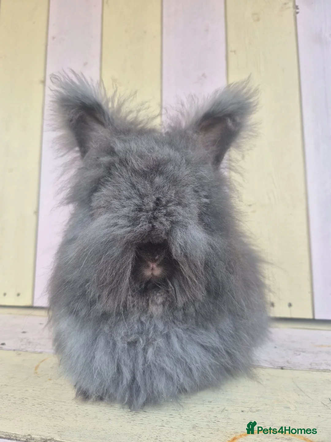 Angora rabbits for sale: 🩷 MUFFIN-bred from parents imported from🇫🇷  - Advert 2