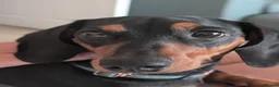Miniature Dachshund dogs for stud: Beautiful KC registered Mini Dachshund.  in Deeside - Advert 9