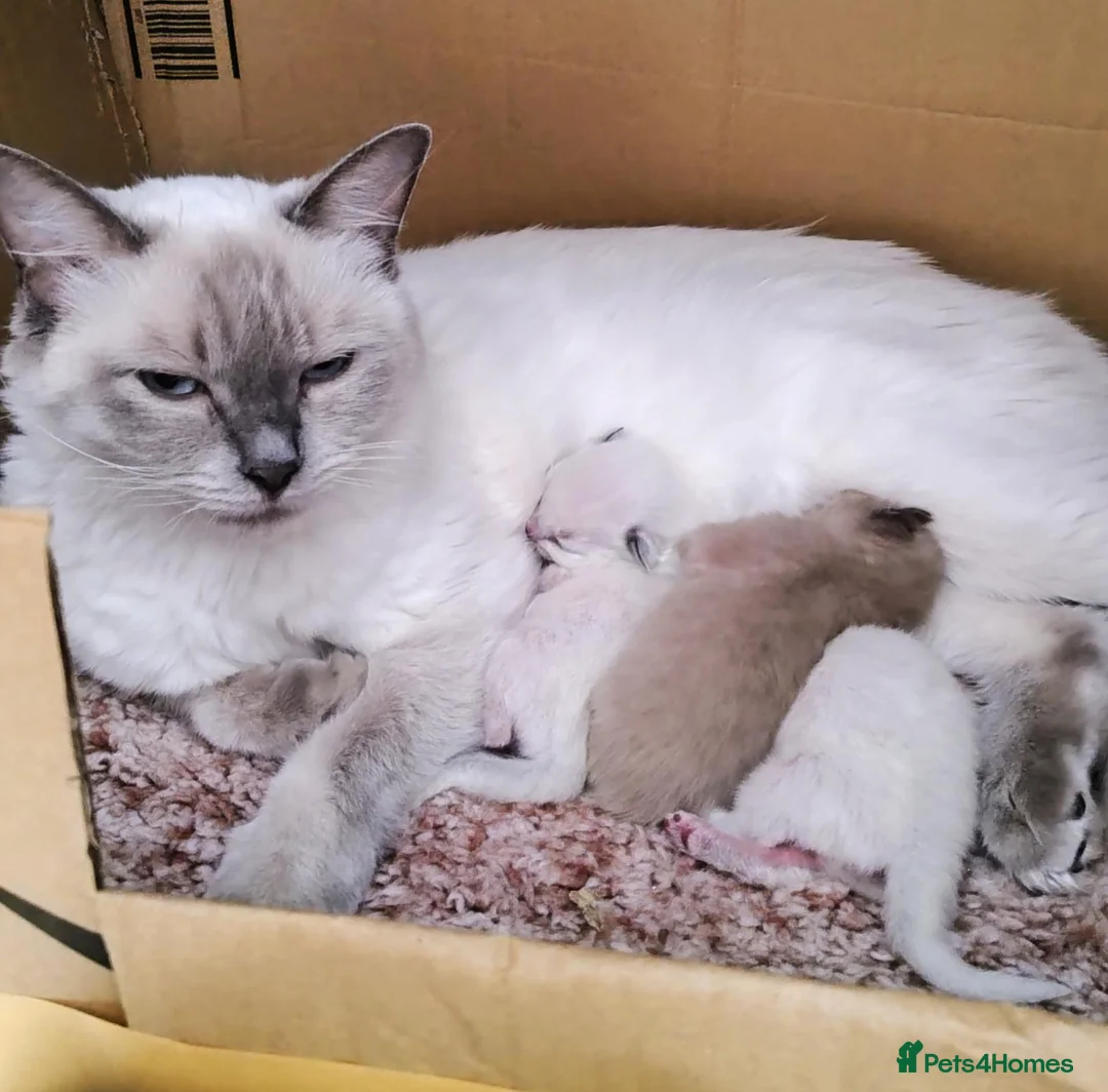 Ragdoll cats for sale: Three beautiful pure bred Ragdoll girls - Advert 2