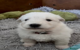 German Shepherd dogs for sale: PHENOMENAL LITTER OF WHITE LONG HAIRED GSD PUPS☘️ - Image 30