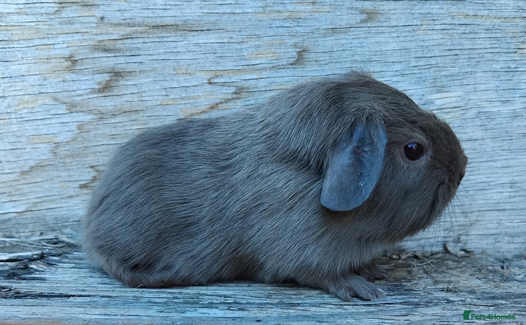 Guinea Pig rodents - Advert 6