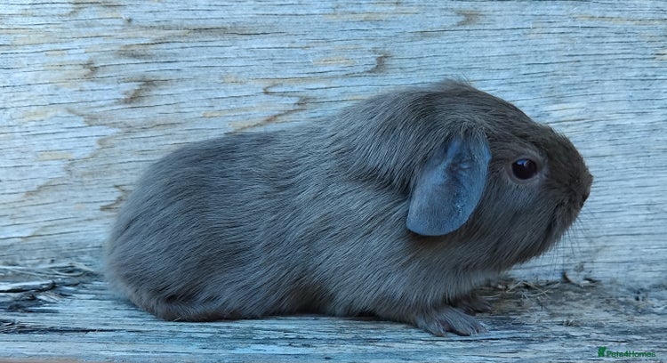 Guinea Pig rodents - Advert 16