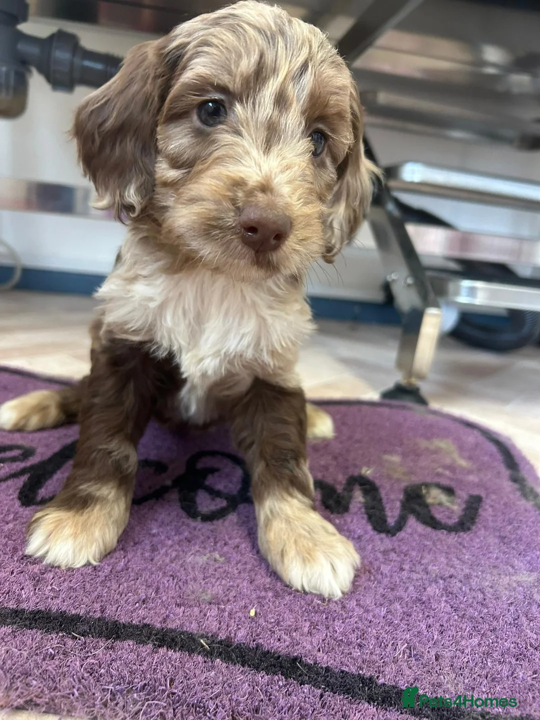 Cockapoo dogs for sale: Cockapoo puppies  - Advert 7