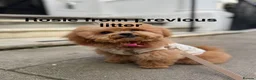 Maltipoo dogs for sale: Smallest maltipoos (read description) - Advert 28