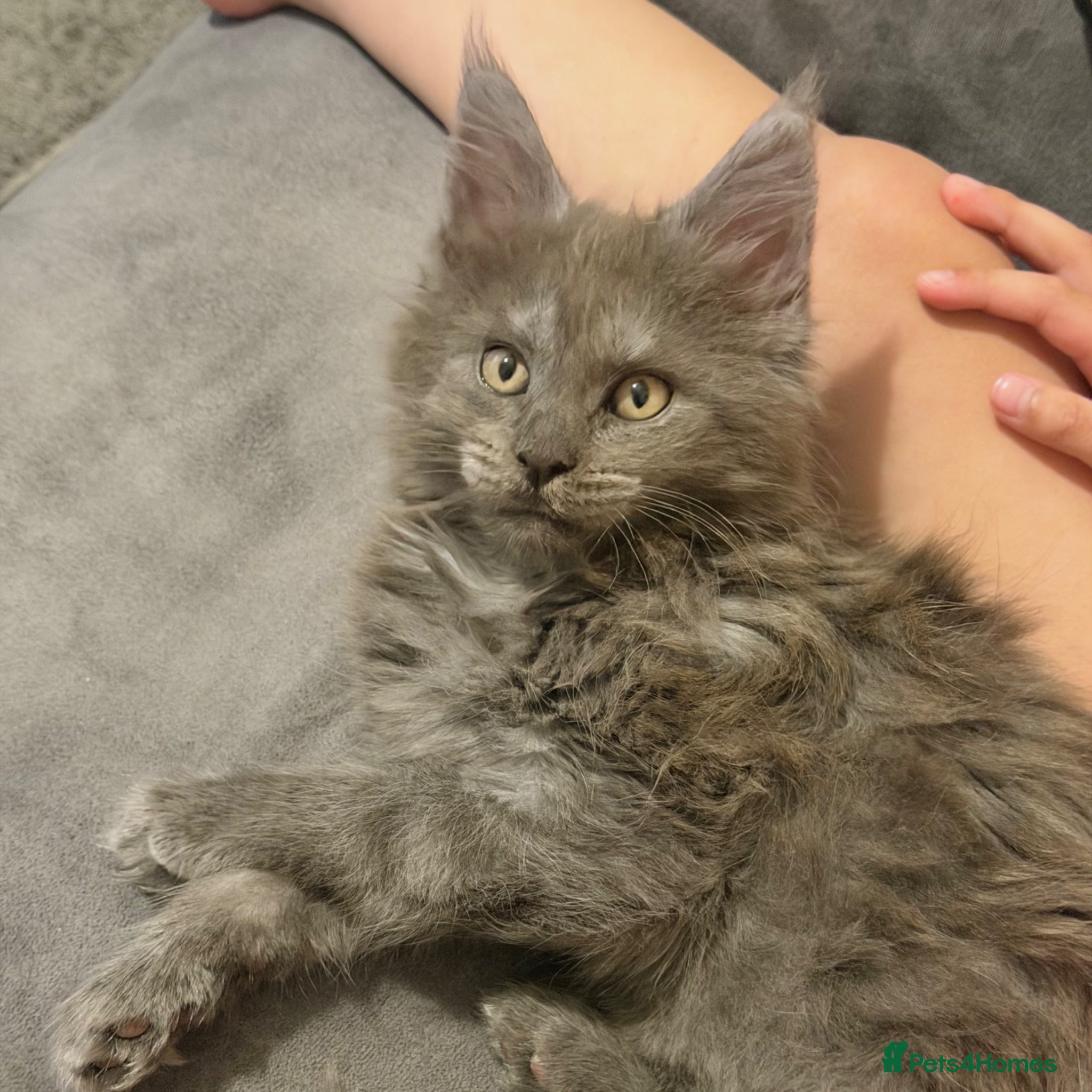 Maine Coon cats for stud: Champion Lines - Proven, Gentle - Blue Smoke - Advert 16