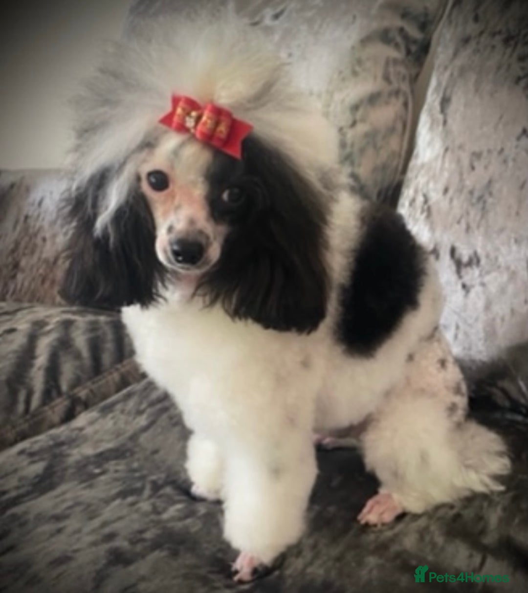 Toy Poodle dogs for sale: Asian poodle  - Advert 7