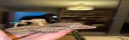 Gecko reptiles for sale: Gargoyle Gecko - Advert 4