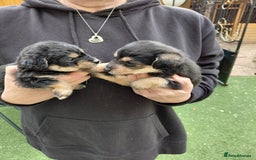 Jackapoo dogs for sale: Stunning Litter F1 JACKAPOO + Big Puppy Pack  - Image 14